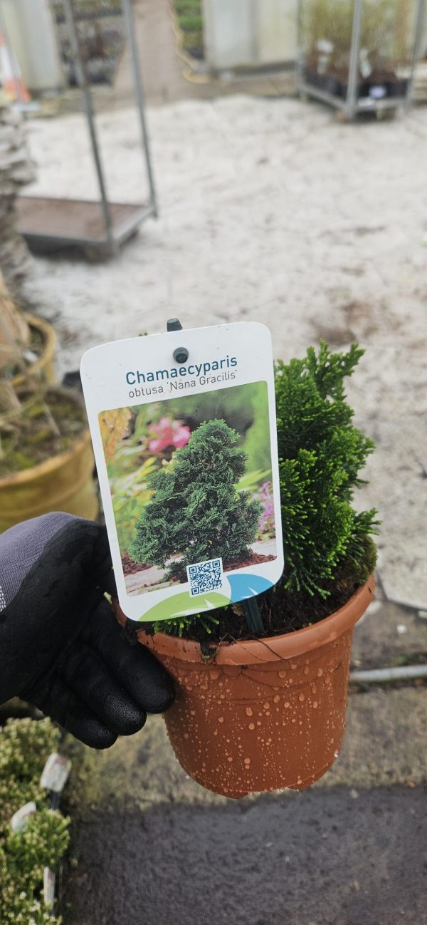 Chamaecyparis obtusa 'Nana Gracilis'