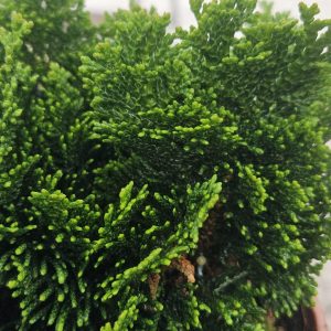 Chamaecyparis obtusa 'Nana Gracilis'