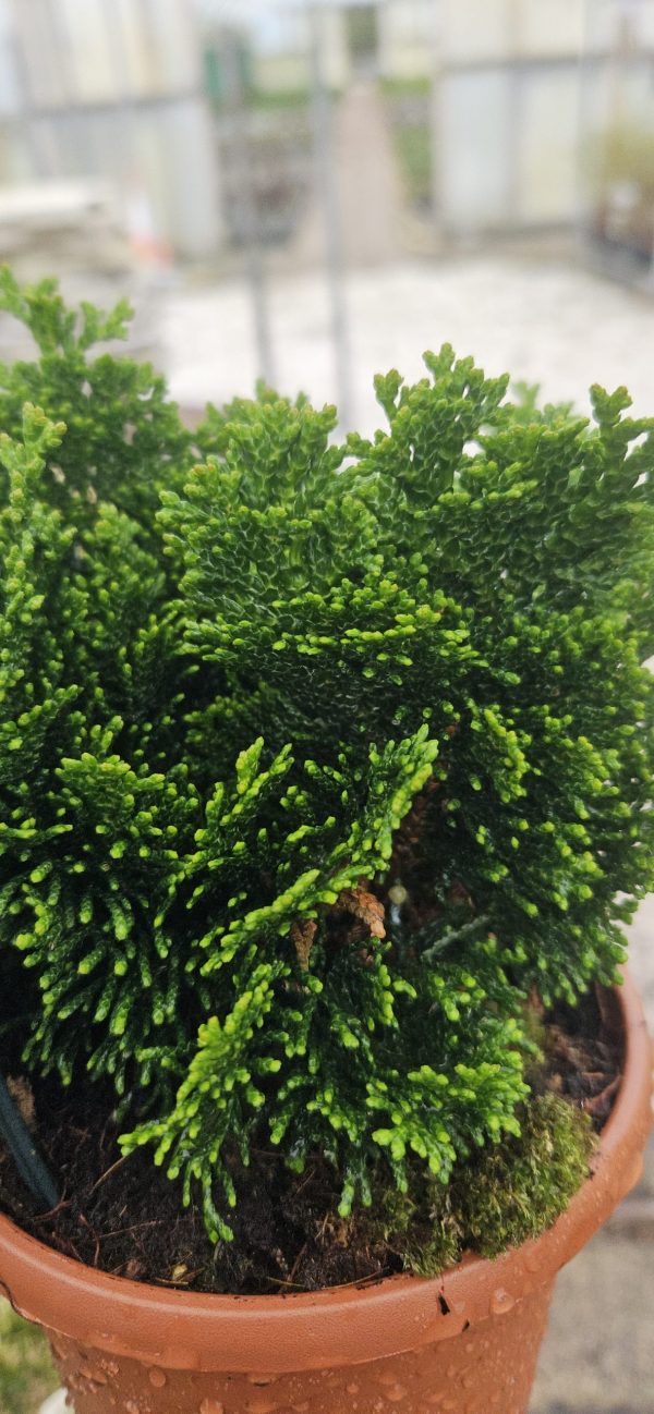 Chamaecyparis obtusa 'Nana Gracilis'