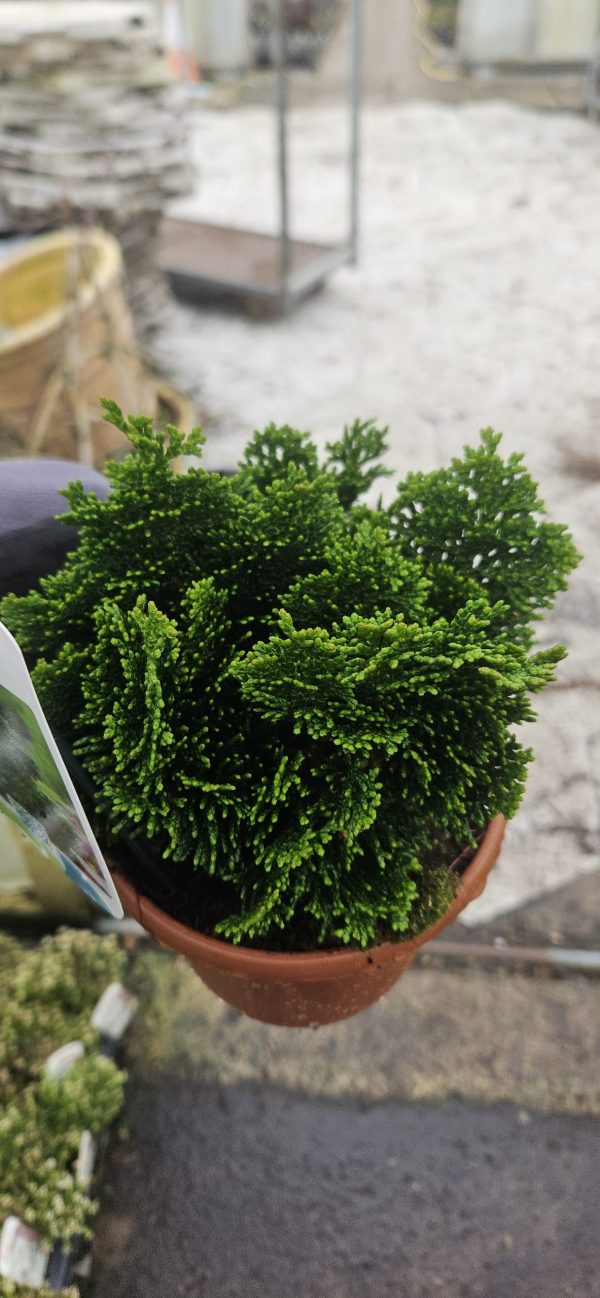 Chamaecyparis obtusa 'Nana Gracilis'