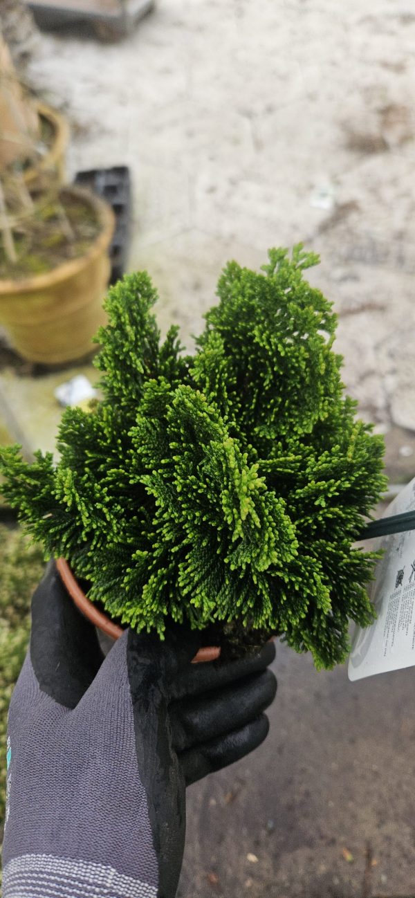 Chamaecyparis obtusa 'Nana Gracilis'