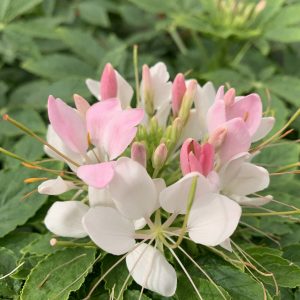 Cleome hassleriana 'Kelly Pink'