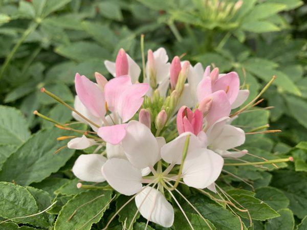 Cleome hassleriana 'Kelly Pink'