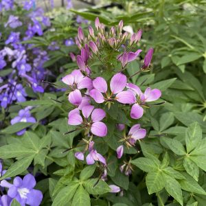 Cleome hassleriana 'Kelly Rose'