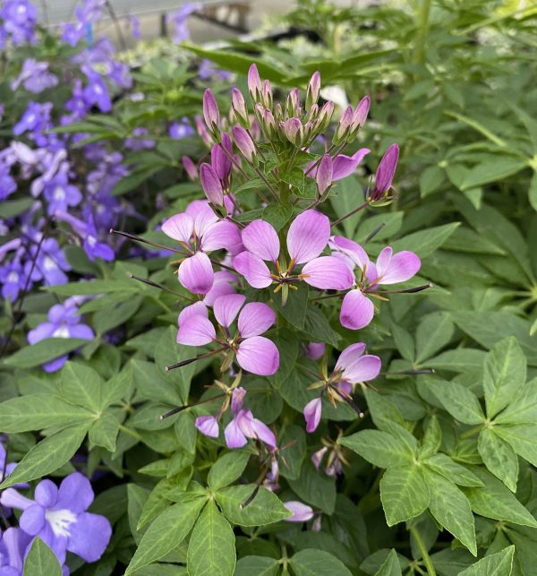 Cleome hassleriana 'Kelly Rose'