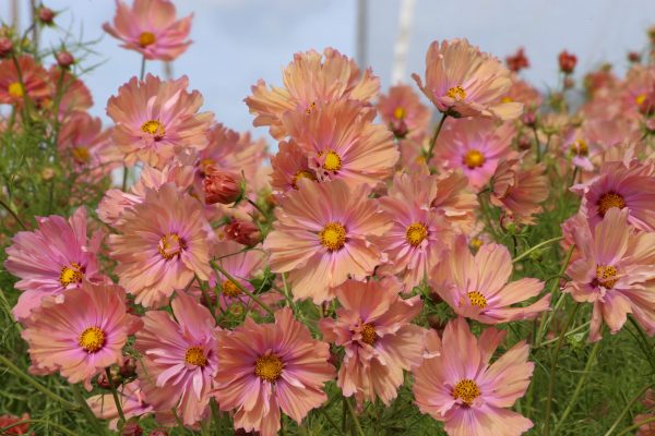 Cosmos bipinnatus 'Apricotta'
