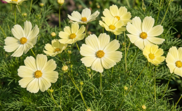 Cosmos bipinnatus 'Xanthos'