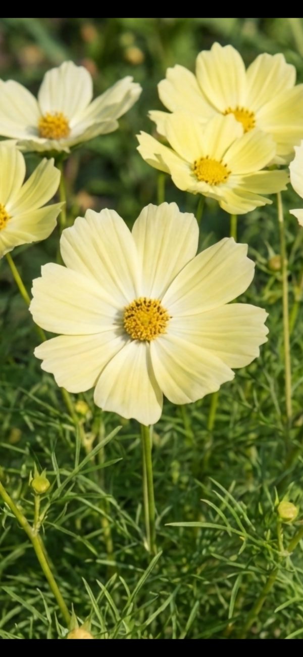 Cosmos bipinnatus 'Xanthos'