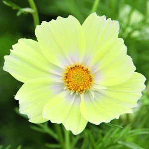 Cosmos bipinnatus 'Xanthos'