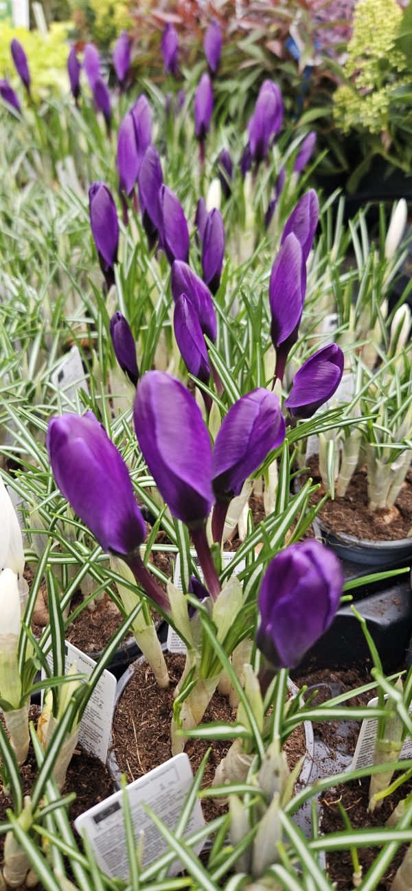 Crocus 'Flower Record' Crocus 'Flower Record'