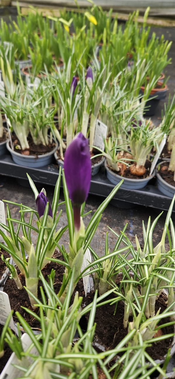 Crocus 'Flower Record'3 Crocus 'Flower Record'