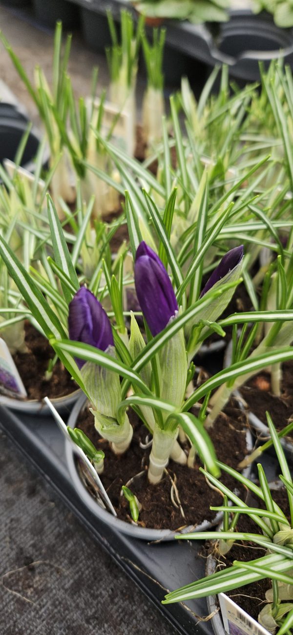 Crocus 'Flower Record'4 Crocus 'Flower Record'