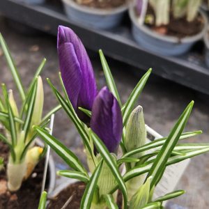 Crocus 'Flower Record'
