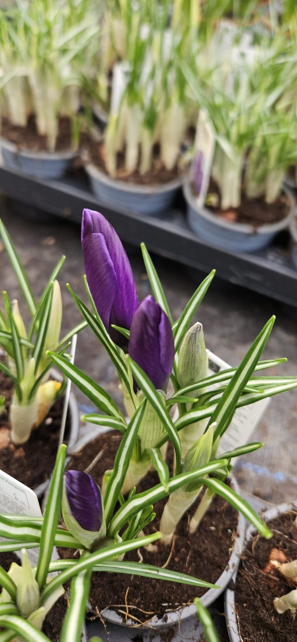 Crocus 'Flower Record'5 Crocus 'Flower Record'