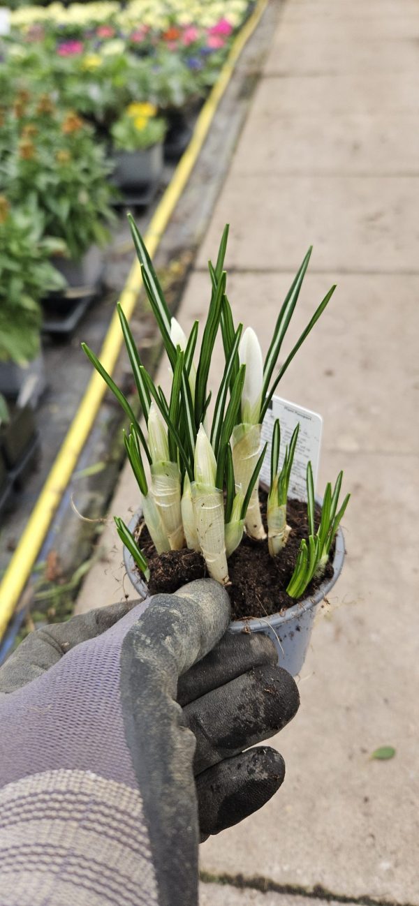 Crocus 'Jeanne d'Arc'