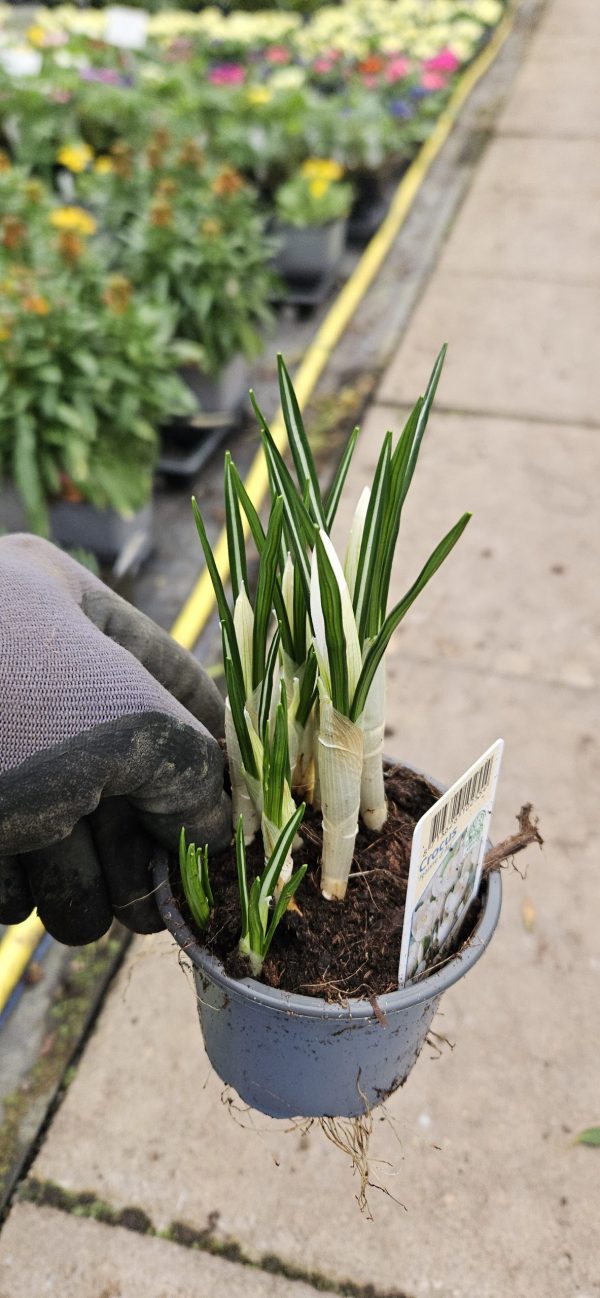 Crocus 'Jeanne d'Arc'