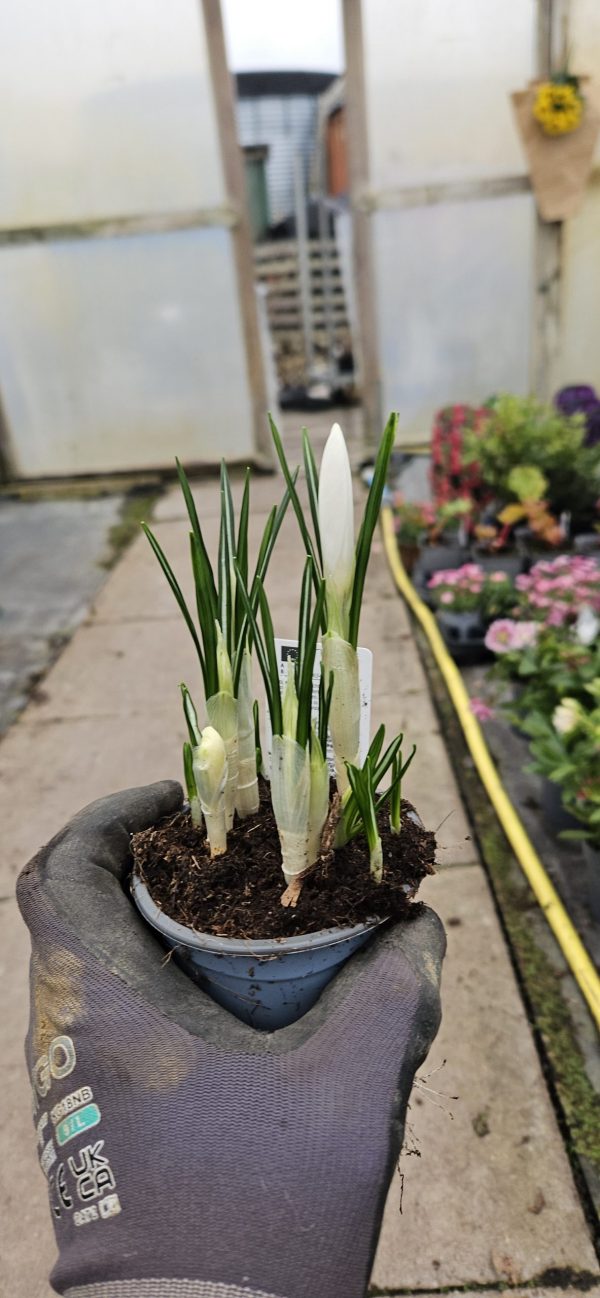 Crocus 'Jeanne d'Arc'
