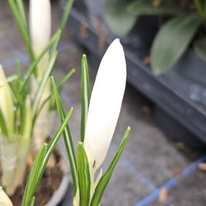 Crocus 'Jeanne d'Arc'