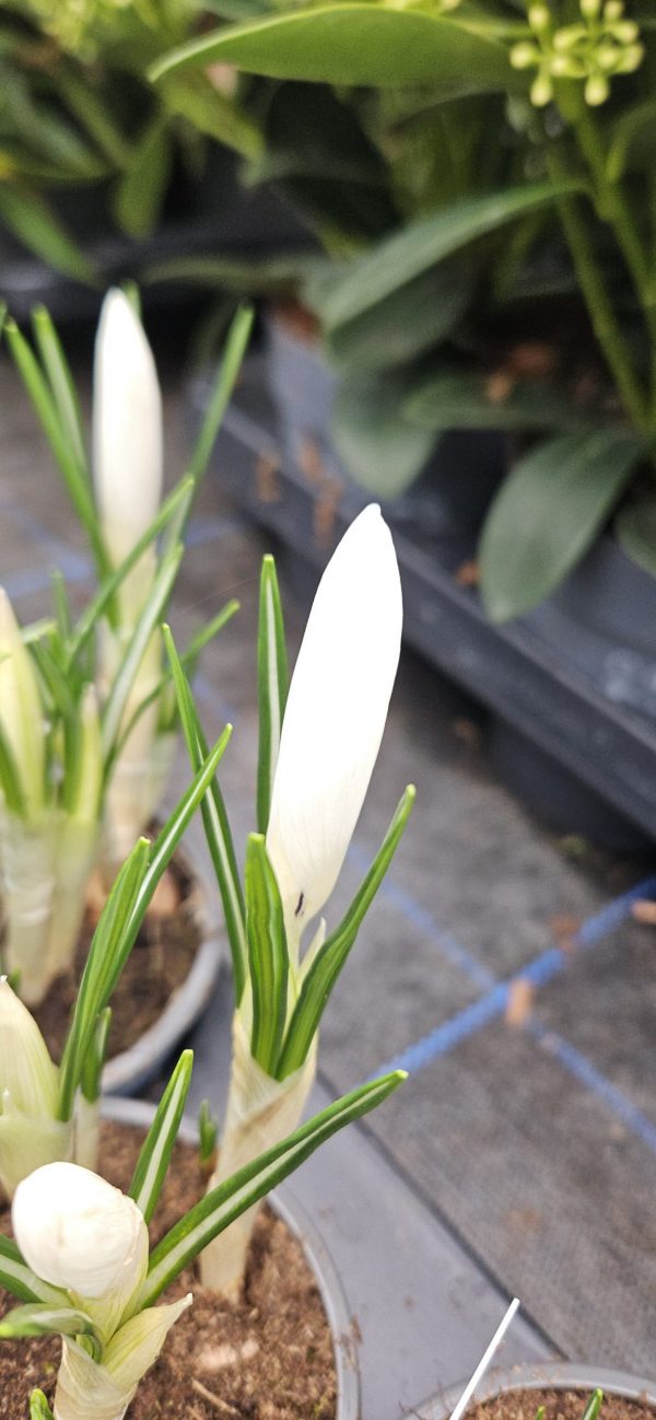 Crocus 'Jeanne d'Arc'