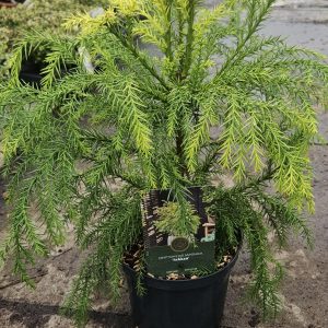 Cryptomeria japonica 'Sekkan-sugi'