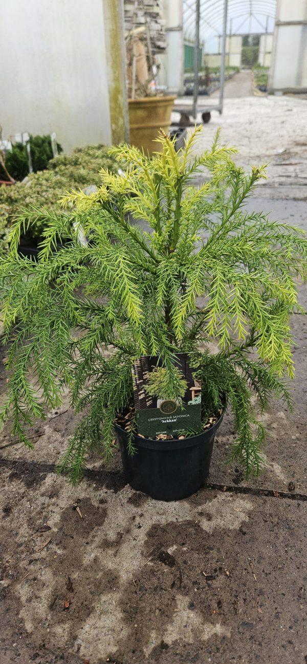 Cryptomeria japonica 'Sekkan-sugi'