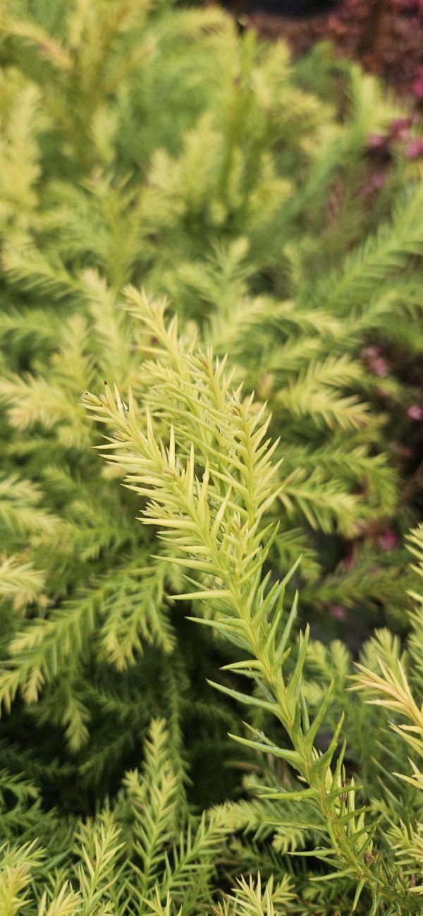 Cryptomeria japonica 'Sekkan-sugi'