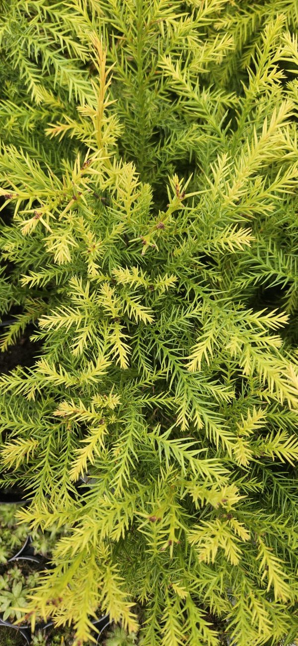 Cryptomeria japonica 'Sekkan-sugi'