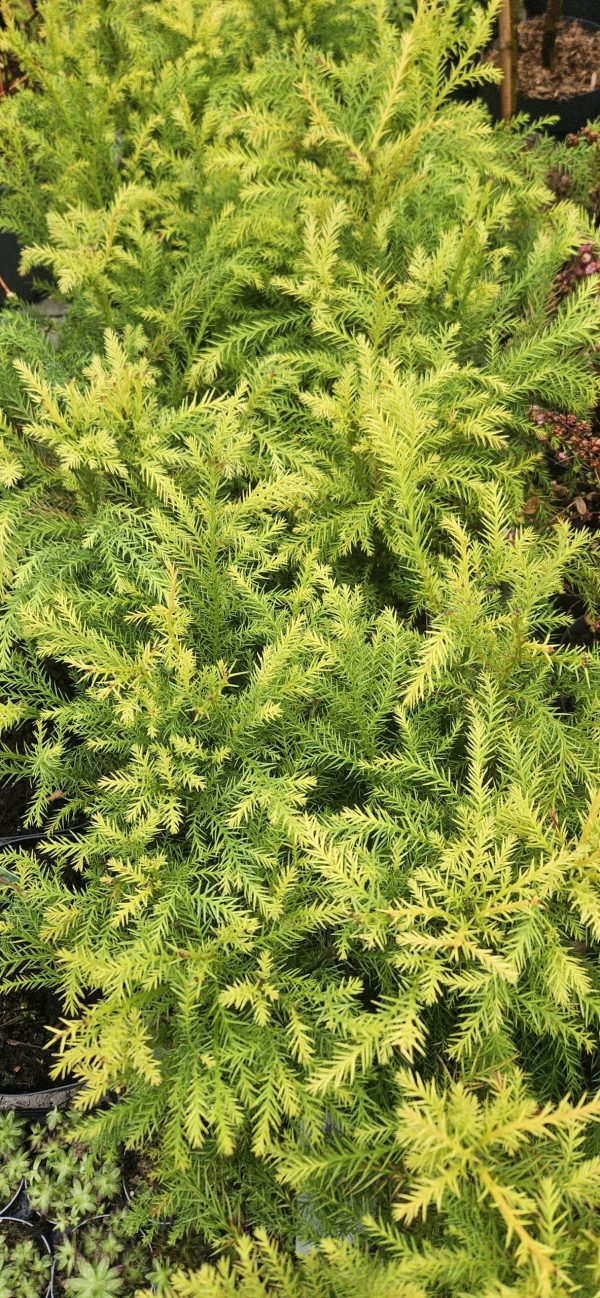 Cryptomeria japonica 'Sekkan-sugi'