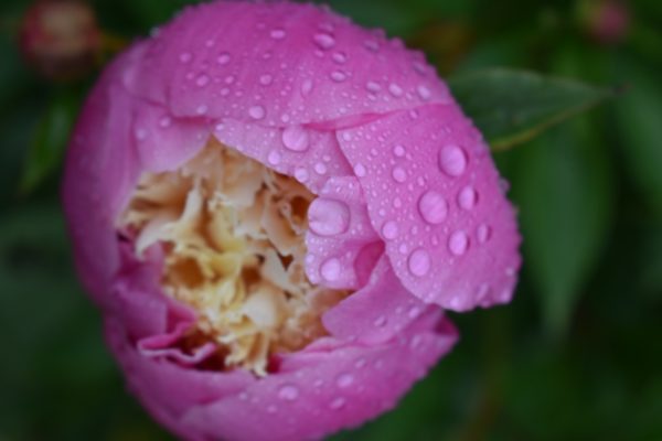 Paeonia Bowl of Beauty 4