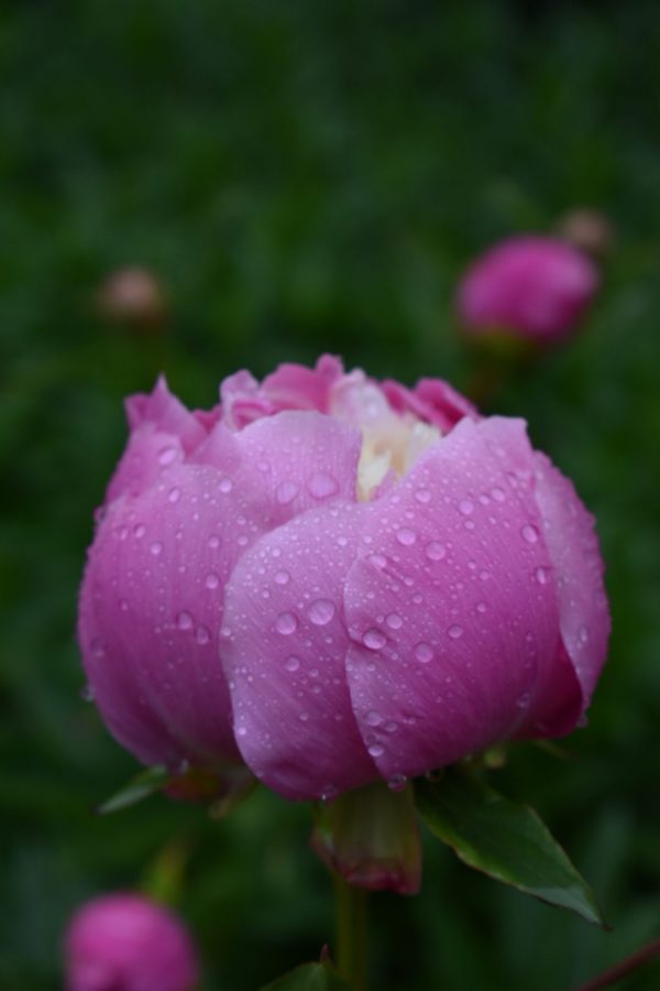 Paeonia Bowl of Beauty 3