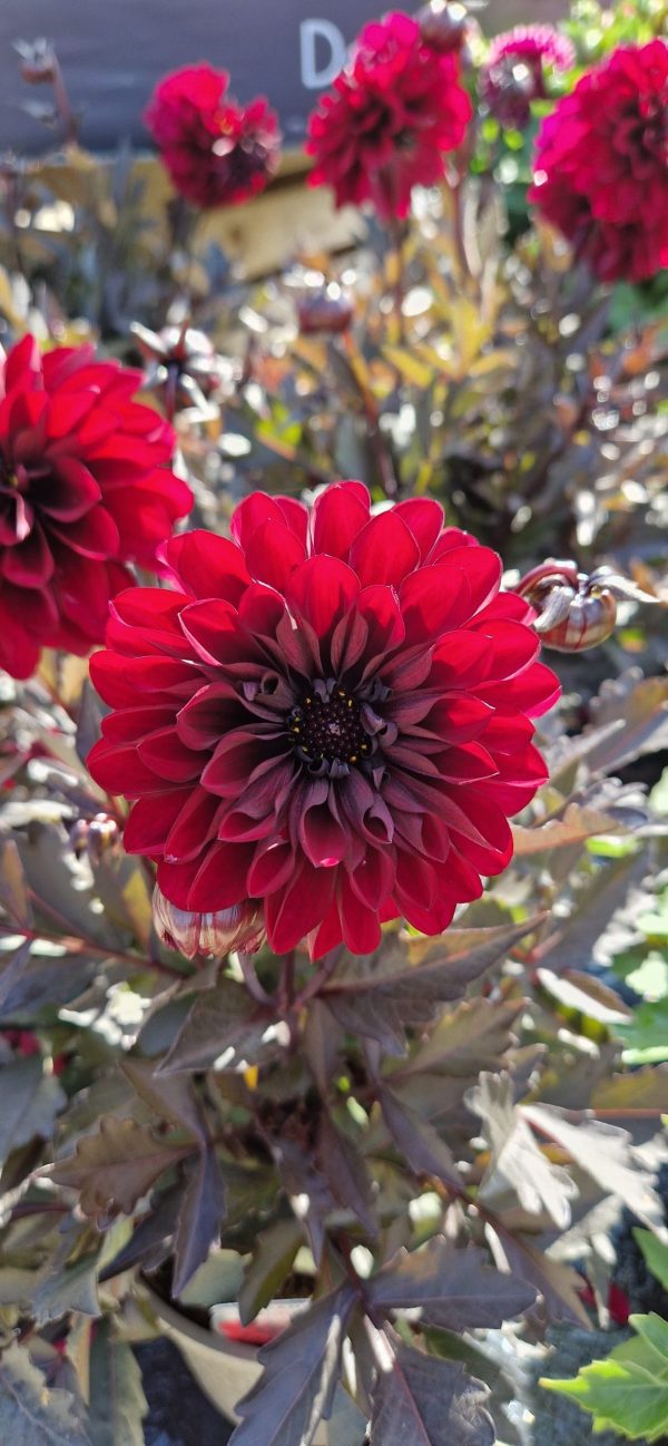 Dahlia Compact Sel Dalaya Garden 'Aruna' Dahlia Compact Sel Dalaya Garden 'Aruna'