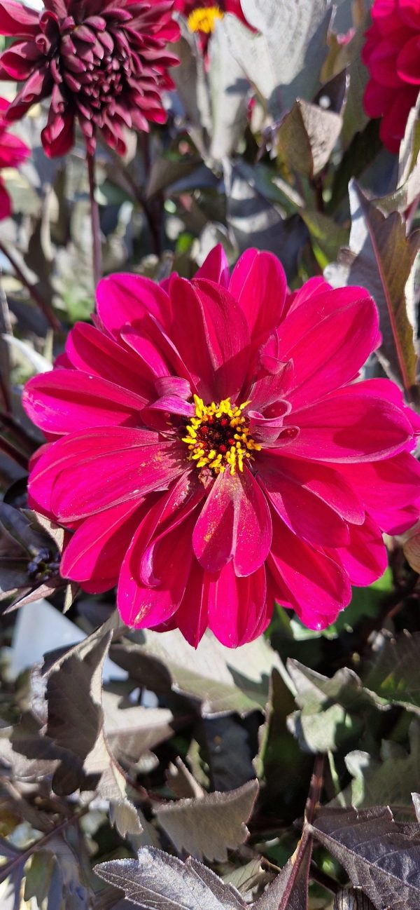 Dahlia Compact Sel Dalaya Garden 'Aruna'2 Dahlia Compact Sel Dalaya Garden 'Aruna'