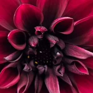 Dahlia Compact Sel Dalaya Garden 'Aruna'