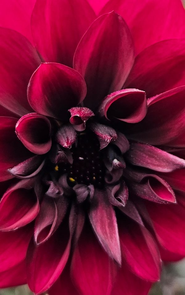 Dahlia Compact Sel Dalaya Garden 'Aruna'4 Dahlia Compact Sel Dalaya Garden 'Aruna'