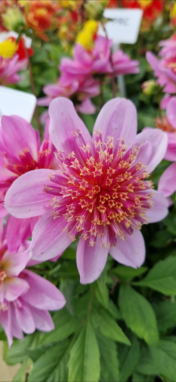 Dahlia 'Dalina Maxi Starburst Pink'
