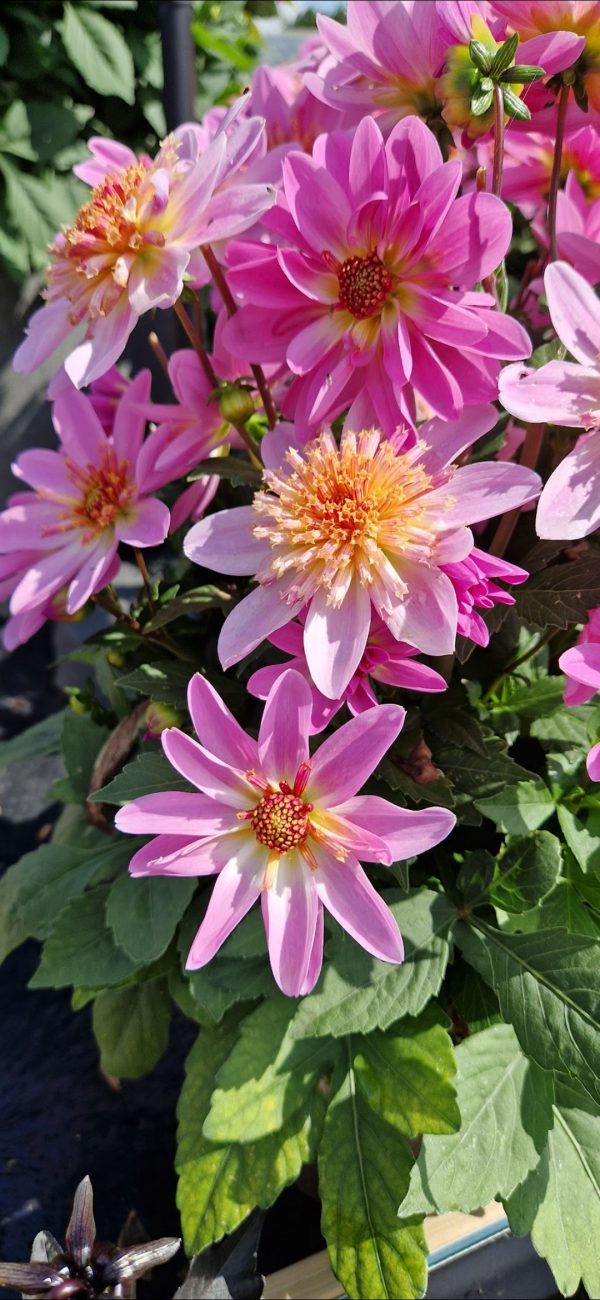 Dahlia 'Dalina Maxi Starburst Pink'
