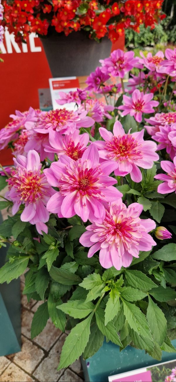 Dahlia 'Dalina Maxi Starburst Pink'