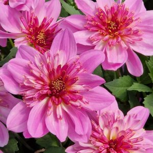 Dahlia 'Dalina Maxi Starburst Pink'