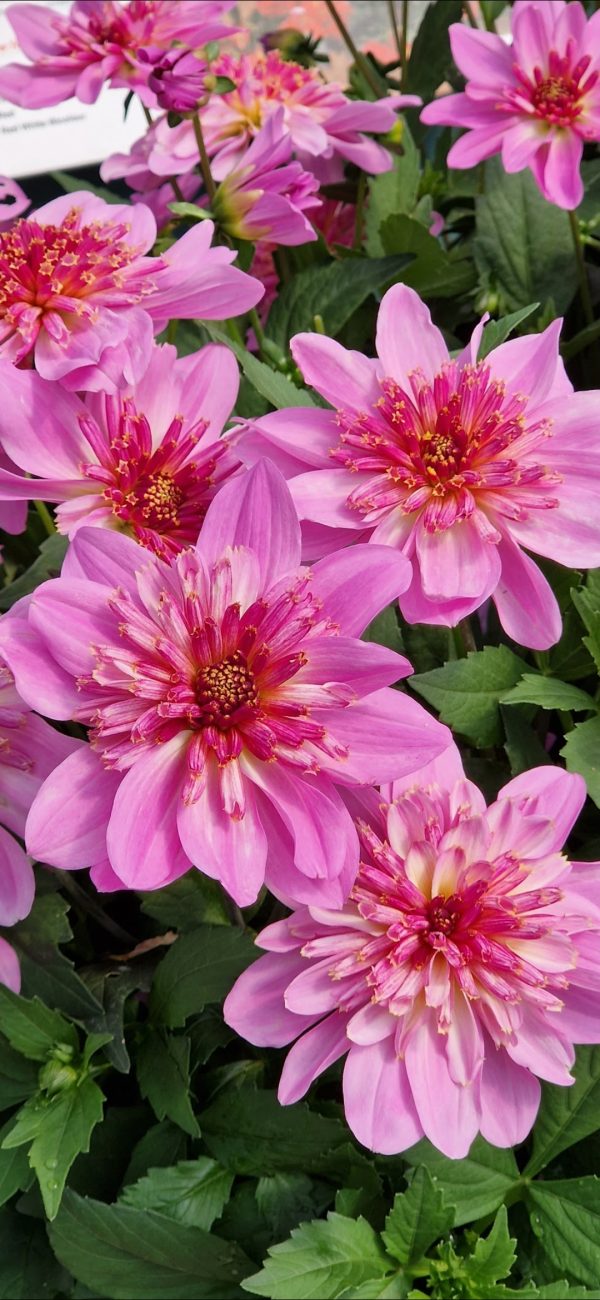 Dahlia 'Dalina Maxi Starburst Pink'