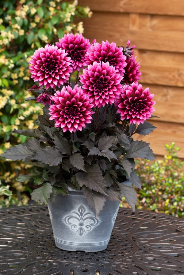 Dahlia Gardenetta 'Velvet Crush' Dahlia Gardenetta 'Velvet Crush'