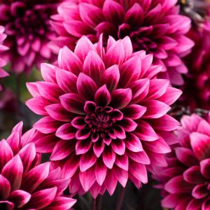 Dahlia Gardenetta 'Velvet Crush'