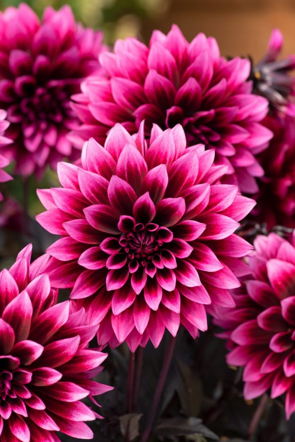 Dahlia Gardenetta 'Velvet Crush'2 Dahlia Gardenetta 'Velvet Crush'