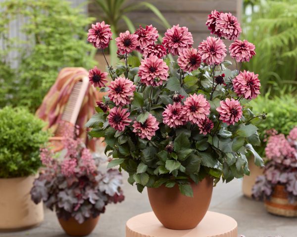 Dahlia 'Night Silence'