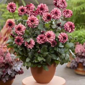 Dahlia 'Night Silence'