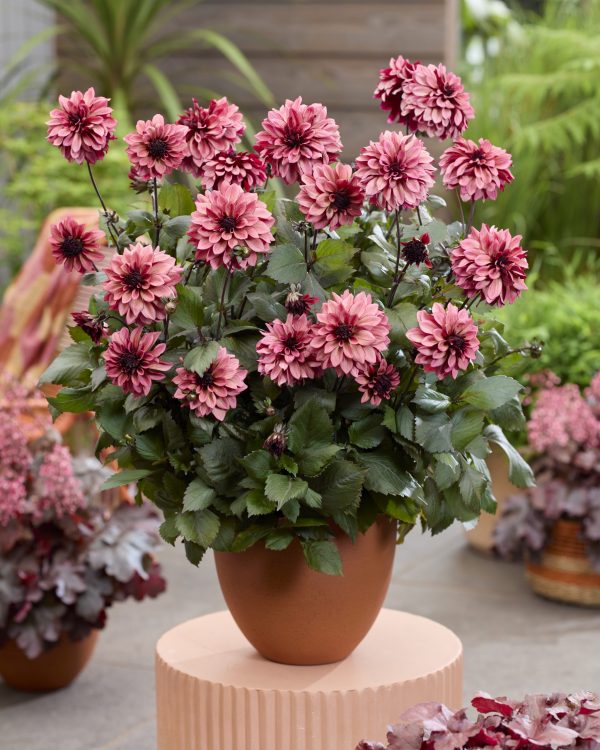 Dahlia 'Night Silence'