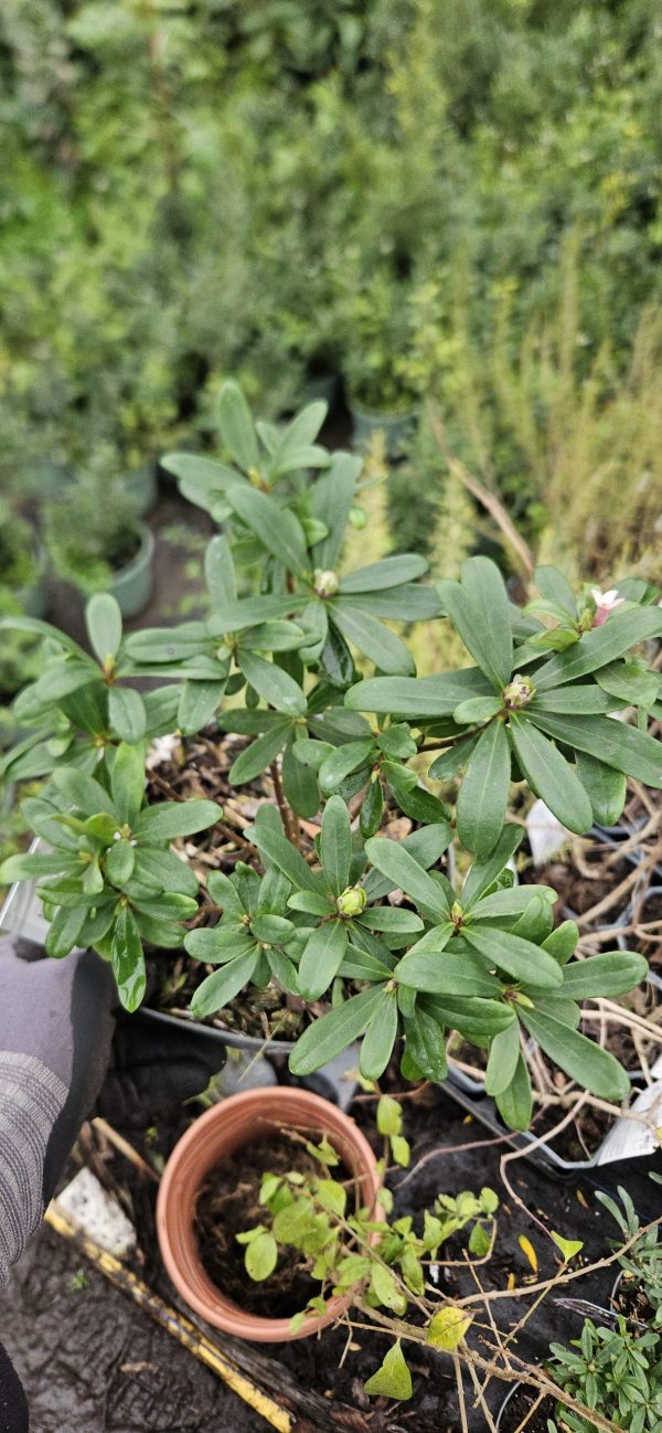 Daphne 'Eternal Fragrance'