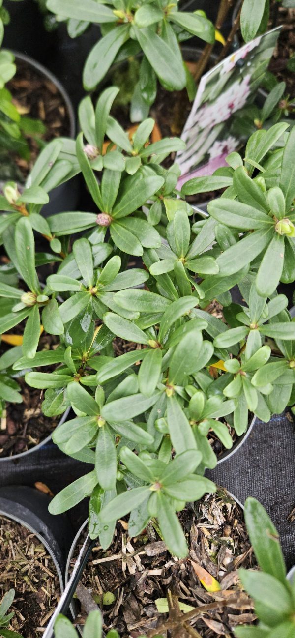 Daphne 'Eternal Fragrance'