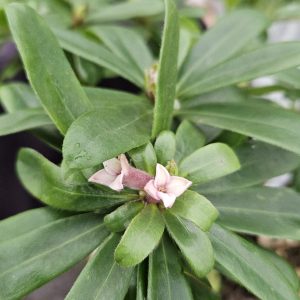 Daphne 'Eternal Fragrance'