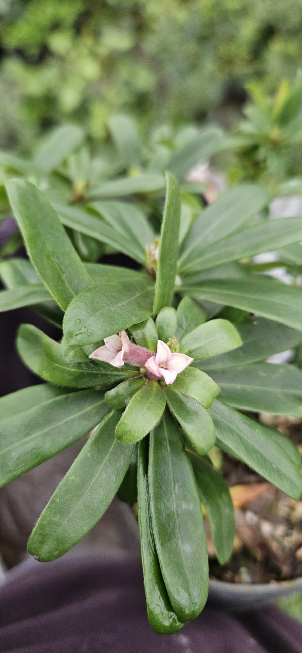 Daphne 'Eternal Fragrance'