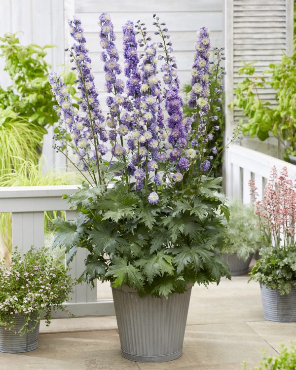 Delphinium 'Bolero'
